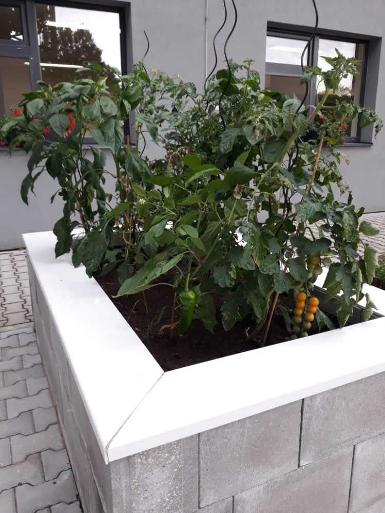 Úroda vlastní zeleniny v SeniorCentru Plzeň