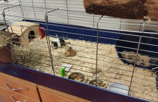 Nová terapeutická morčátka v SeniorCentru Plzeň
