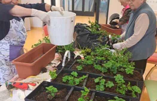 Sázení květin s klientkami SeniorCentra Plzeň