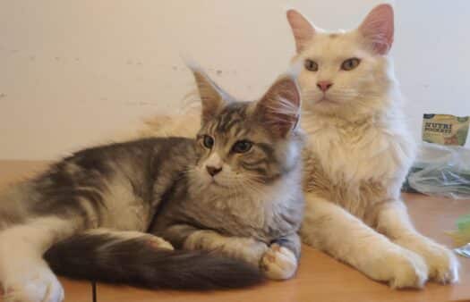 Felinoterapie v SeniorCentru Slivenec