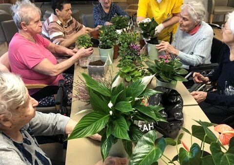 Přesazování pokojových květin s klientkami SeniorCentra Chotěboř