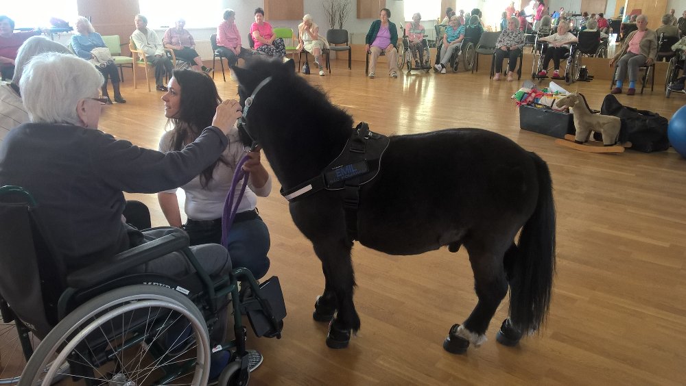 Hippoterapie v SeniorCentru Modřice