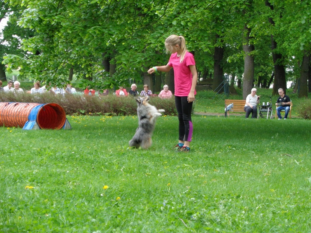 Agility a ukázka poslušnosti a obrany